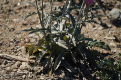 Cirsium andersonii
