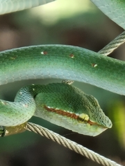 Tropidolaemus wagleri