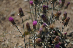 Cirsium andersonii