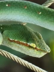 Tropidolaemus wagleri