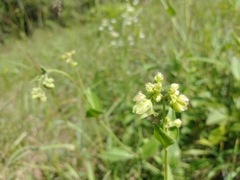 Mirabilis nyctaginea