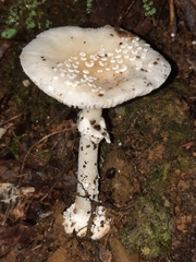 Amanita multisquamosa