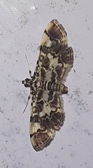 Lamprosema