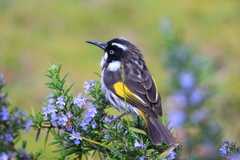 Phylidonyris novaehollandiae