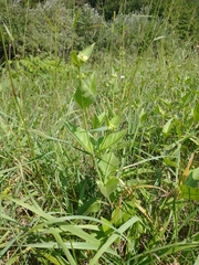 Mirabilis nyctaginea