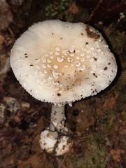 Amanita multisquamosa