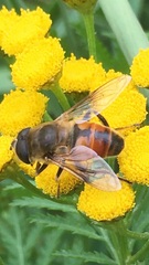 Eristalis tenax