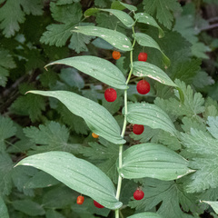 Streptopus amplexifolius