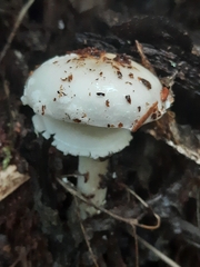 Amanita multisquamosa