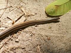 Conophis vittatus