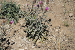 Cirsium andersonii