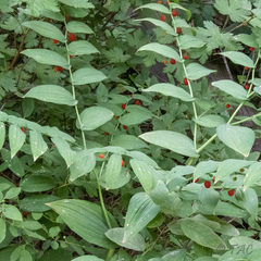 Streptopus amplexifolius