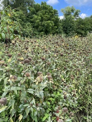 Monarda fistulosa