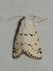 Grotella binda