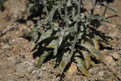 Cirsium andersonii