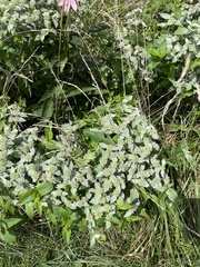 Pycnanthemum