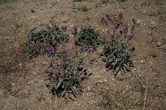 Cirsium andersonii