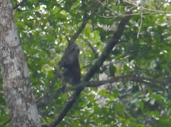 Cercopithecus cephus