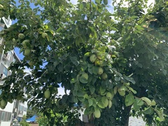 Pseudocydonia sinensis