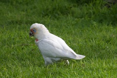 Cacatua tenuirostris