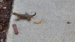 Leiocephalus carinatus