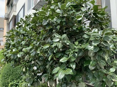 Camellia japonica