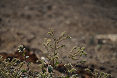 Phacelia