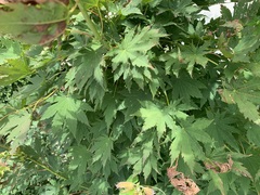 Acer palmatum