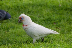 Cacatua tenuirostris