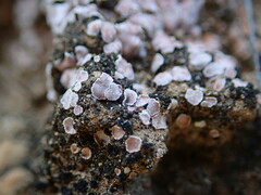 Psora decipiens