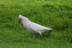 Cacatua tenuirostris