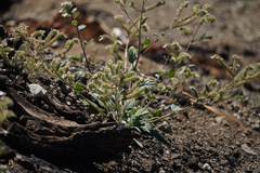 Phacelia