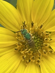 Agapostemon virescens