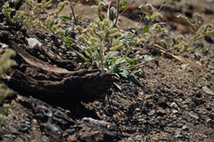 Phacelia