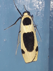 Thysanoptyx