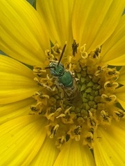 Agapostemon virescens