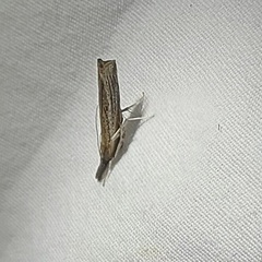 Fissicrambus mutabilis
