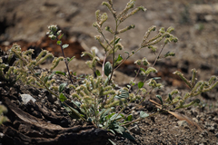 Phacelia