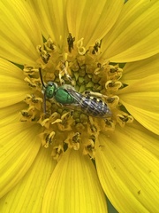 Agapostemon virescens