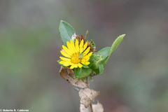 Grindelia adenodonta