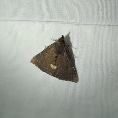 Hypena