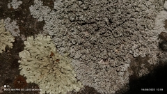 Phaeophyscia rubropulchra