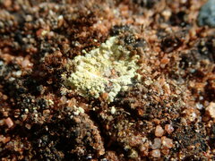 Gyalolechia subbracteata