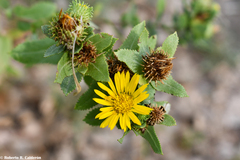 Grindelia adenodonta