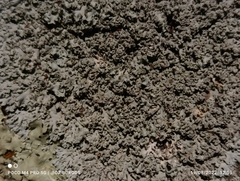 Phaeophyscia rubropulchra