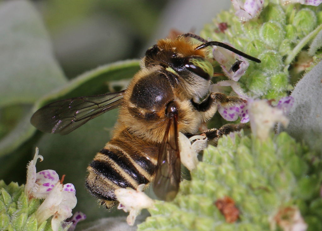 Petulant Leaf-cutter Bee