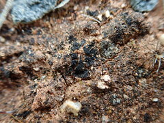 Enchylium coccophorum