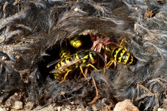 Vespula pensylvanica