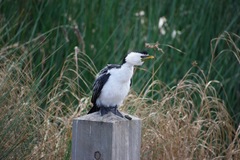 Microcarbo melanoleucos