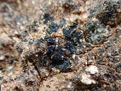 Enchylium coccophorum